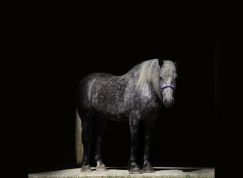 Percheron, Gelding, 6 years, 17 hh, Grey