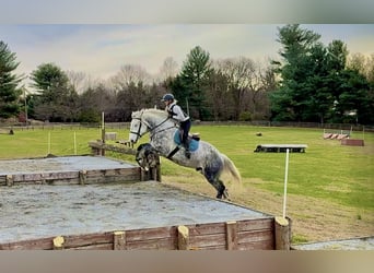 Percheron Mix, Gelding, 6 years, 17 hh, Grey