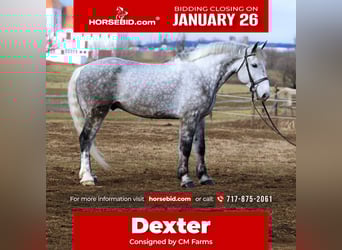 Percheron Mix, Gelding, 6 years, 17 hh, Grey