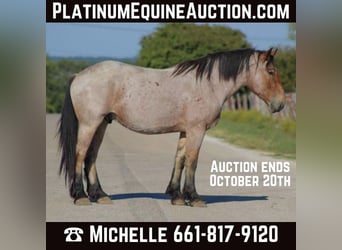 Percheron, Gelding, 6 years, 17 hh, Roan-Bay