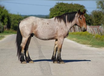 Percheron, Gelding, 6 years, 17 hh, Roan-Bay