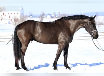 Percheron Mix, Gelding, 6 years, 17,1 hh, Black