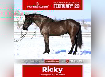 Percheron Mix, Gelding, 6 years, 17,1 hh, Black