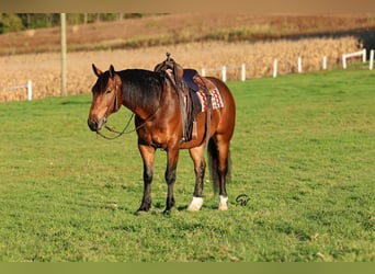 Percheron Mix, Gelding, 6 years, Bay