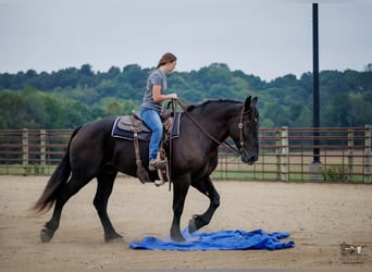 Percheron, Gelding, 6 years, Black