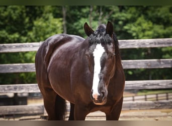 Percheron Mix, Gelding, 6 years, Black