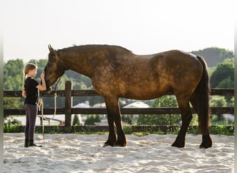 Percheron Mix, Gelding, 6 years, Black