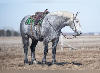 Percheron, Gelding, 6 years, Gray-Dapple
