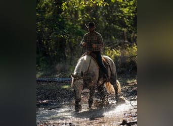 Percheron Mix, Gelding, 6 years, Grey-Dapple