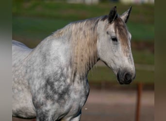 Percheron Mix, Gelding, 6 years, Grey-Dapple