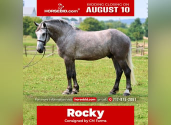 Percheron, Gelding, 6 years, Grey