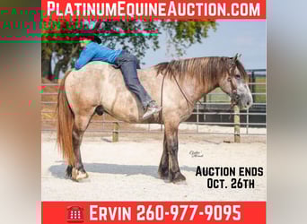 Percheron, Gelding, 6 years, Grey