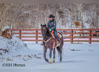 Percheron, Gelding, 7 years, 15.1 hh, Black