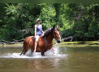 Percheron, Gelding, 7 years, 15.3 hh, Tobiano-all-colors