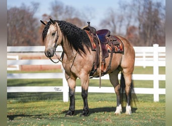 Percheron Mix, Gelding, 7 years, 15,3 hh, Buckskin