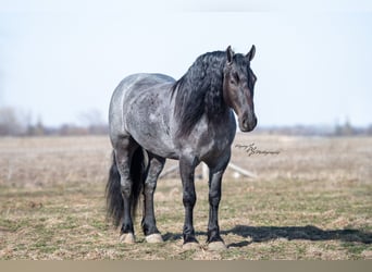 Percheron, Gelding, 7 years, 16.1 hh, Roan-Bay