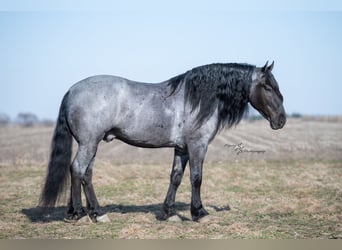 Percheron, Gelding, 7 years, 16.1 hh, Roan-Bay