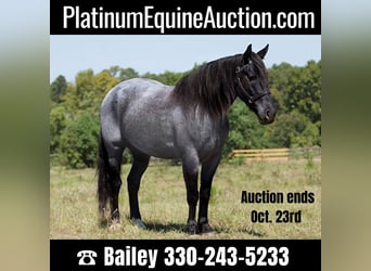 Percheron, Gelding, 7 years, 16,1 hh, Roan-Blue