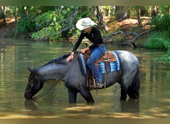 Percheron, Gelding, 7 years, 16,1 hh, Roan-Blue