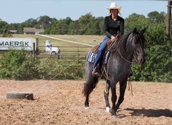 Percheron, Gelding, 7 years, 16,1 hh, Roan-Blue