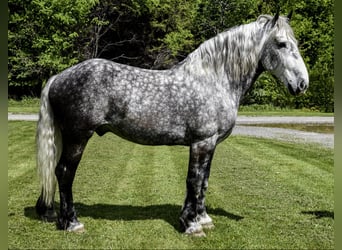 Percheron, Wallach, 7 Jahre, 16,3 hh, Apfelschimmel