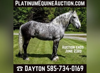 Percheron, Gelding, 7 years, 16.3 hh, Gray-Dapple