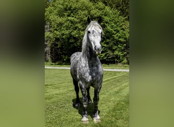 Percheron, Wallach, 7 Jahre, 16,3 hh, Apfelschimmel