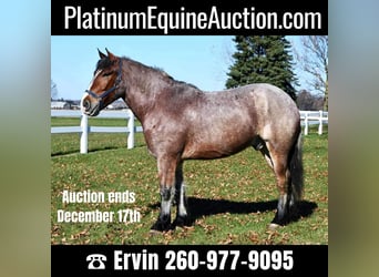 Percheron, Gelding, 7 years, 16,3 hh, Roan-Bay