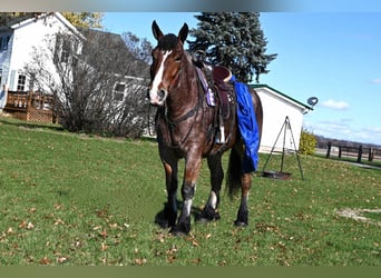 Percheron, Gelding, 7 years, 16,3 hh, Roan-Bay