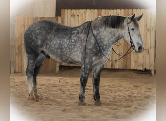 Percheron Mix, Gelding, 7 years, 16 hh, Grey