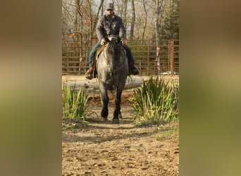 Percheron, Gelding, 7 years, 16 hh, Roan-Blue