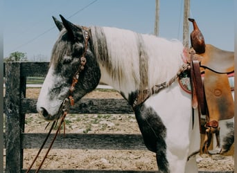 Percheron, Gelding, 7 years, 16 hh, Tobiano-all-colors