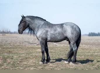 Percheron, Gelding, 7 years, 16,1 hh, Roan-Bay