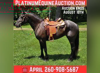 Percheron, Gelding, 7 years, 16,3 hh, Roan-Blue