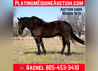 Percheron, Gelding, 7 years, 17,1 hh, Black