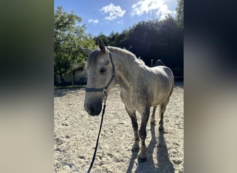 Percheron Mix, Gelding, 7 years, 17.3 hh, Gray-Dapple