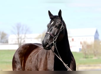 Percheron, Gelding, 7 years, 17 hh, Black