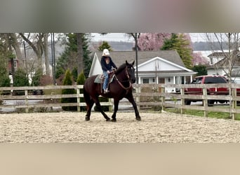 Percheron, Gelding, 7 years, 17 hh, Black