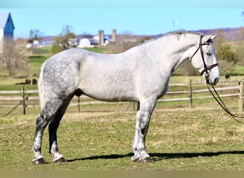 Percheron Mix, Gelding, 7 years, 17 hh, Grey