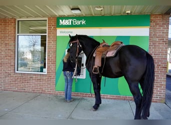 Percheron Mix, Gelding, 7 years, 17,1 hh, Black