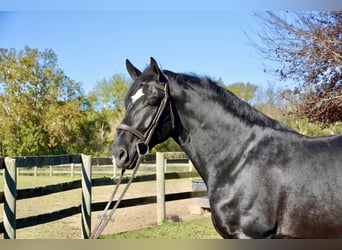 Percheron Mix, Gelding, 7 years, 17,1 hh, Black