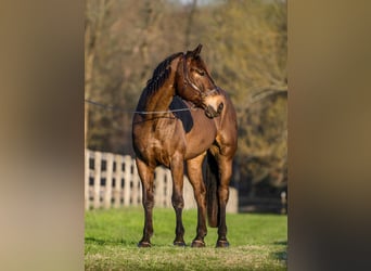 Percheron Mix, Gelding, 7 years, Bay