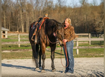 Percheron Mix, Gelding, 7 years, Bay