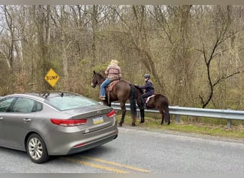 Percheron Mix, Gelding, 7 years, Bay