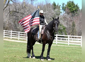 Percheron, Gelding, 7 years, Black