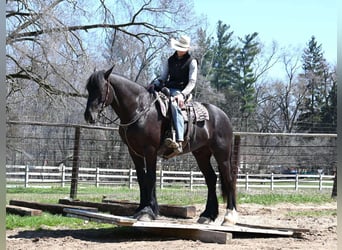Percheron, Gelding, 7 years, Black