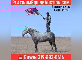 Percheron, Gelding, 7 years, Grey-Dapple