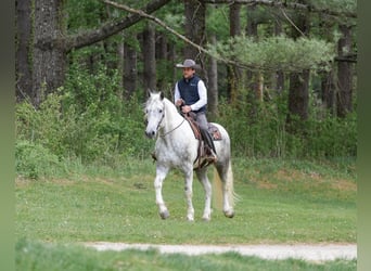 Percheron Mix, Gelding, 7 years, Grey-Dapple