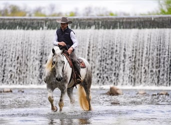 Percheron Mix, Gelding, 7 years, Grey-Dapple