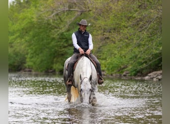 Percheron Mix, Gelding, 7 years, Grey-Dapple